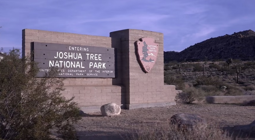 Court Orders Full Protection for Iconic Joshua Trees After Heated Legal Battle