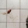 Fatal Fire Highlights Dangers of Social Media's 'Cockroach Challenge
