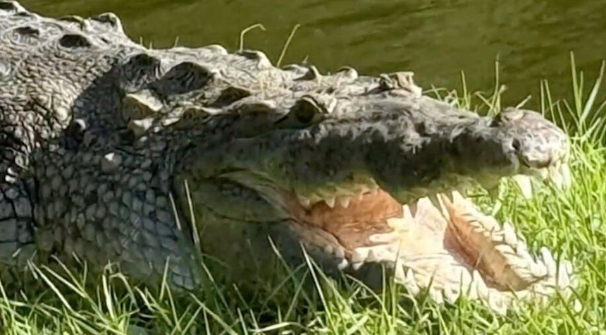 American Crocodile Captured in Florida After Killing Family Dog
