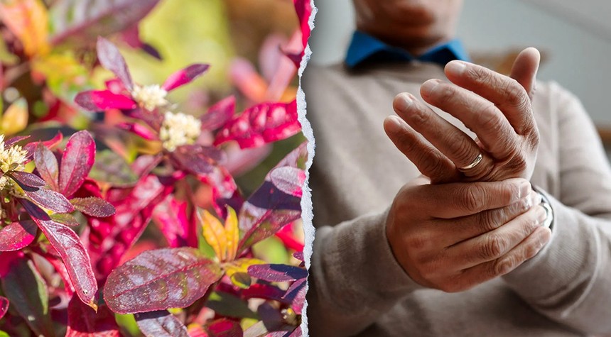 Brazilian Medicinal Plant Shows Promise in Treating Arthritis and Inflammation