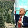 Federal Christmas Tree Permits Drop to One Dollar as Part of Affordability Initiative