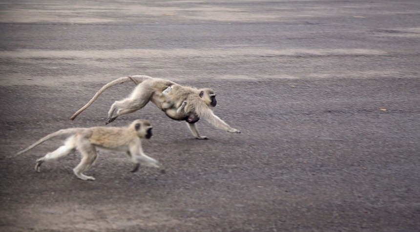 Escaped Monkeys Evade Capture in St. Louis as False Sightings Proliferate