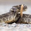 Third Fatal Snake Bite in California This Year Claims Life of Elderly Woman