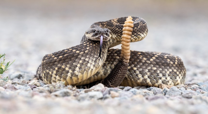 Third Fatal Snake Bite in California This Year Claims Life of Elderly Woman