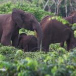 California Businessman Killed by Elephants During Licensed Hunt in Gabon