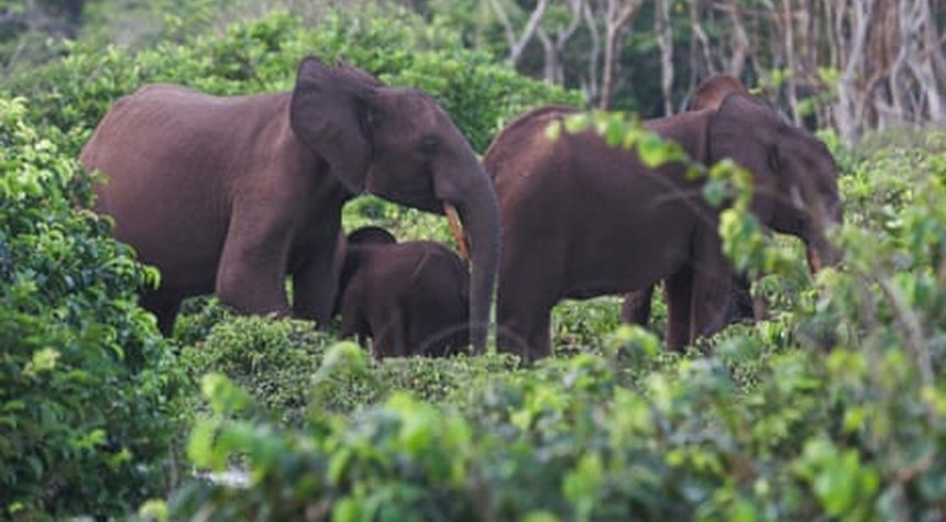 California Businessman Killed by Elephants During Licensed Hunt in Gabon