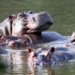 Ambani Heir Offers Sanctuary for Pablo Escobar's Notorious Hippos