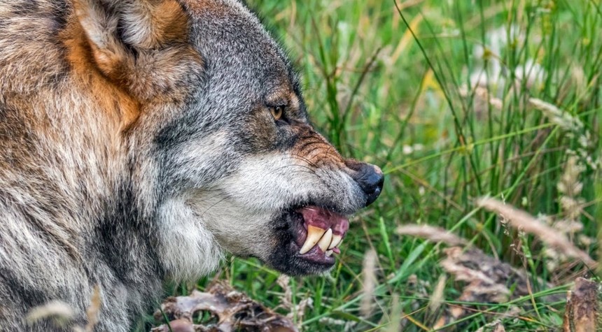 Pennsylvania Parents Face Charges After Toddler Injured at Wolf Exhibit