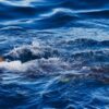 Spearfisherman Killed by Shark on Great Barrier Reef in Latest Attack