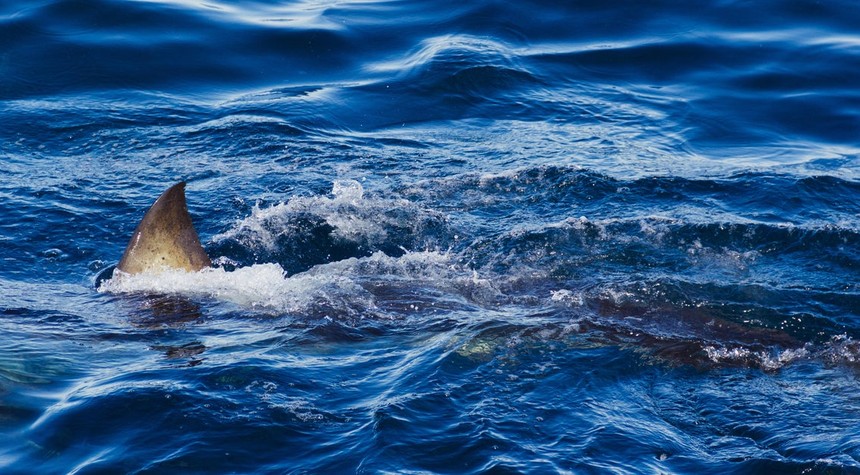 Spearfisherman Killed by Shark on Great Barrier Reef in Latest Attack