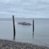 Forty-Ton Fin Whale Dies After Stranding on Washington's Samish Island