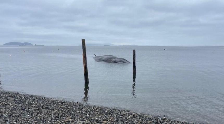 Forty-Ton Fin Whale Dies After Stranding on Washington's Samish Island
