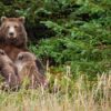 Alaska Court Permits Bear Culling to Protect Declining Caribou Herd