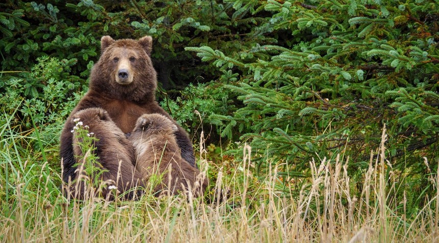 Alaska Court Permits Bear Culling to Protect Declining Caribou Herd