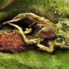 New Fungus Species Found in Borneo Targets Parasite Known to Control Ant Behavior