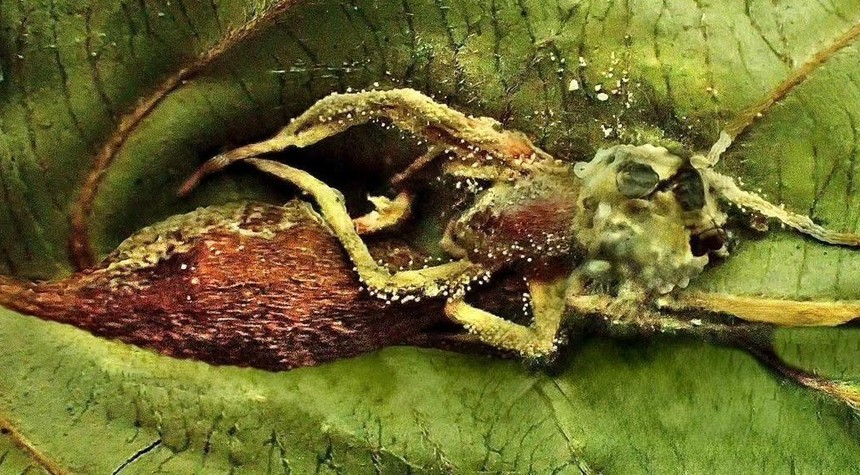 New Fungus Species Found in Borneo Targets Parasite Known to Control Ant Behavior