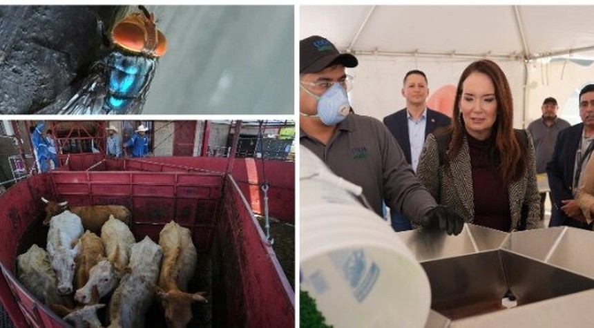 Canada Bans Texas Livestock Imports Following Second Screwworm Infestation