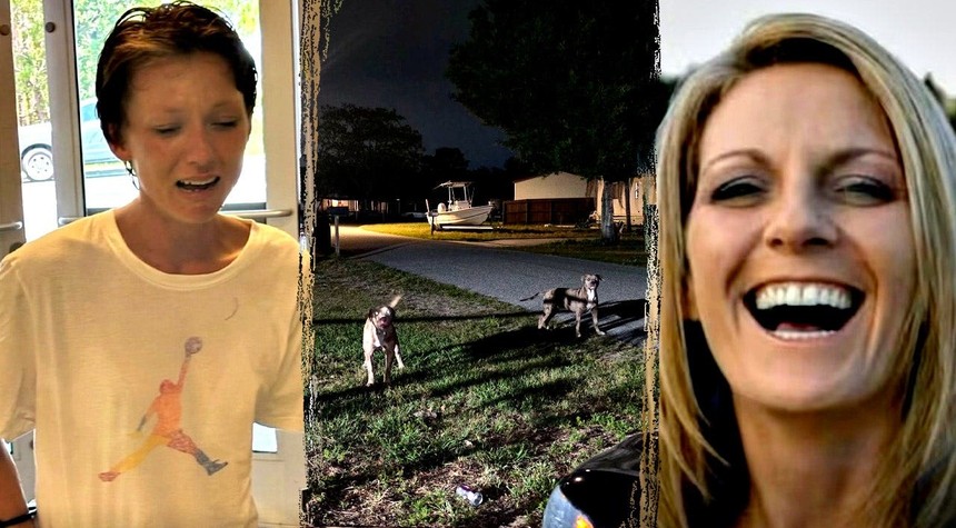 Brevard County Dog Attack Investigation Expands After Three Dogs Found Dead