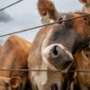 Parasitic Screwworm Infestation Spreads Through Central American Wildlife as US Containment Efforts