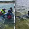 Rescue Crews Battle Tides and Time to Save Dozens of Dolphins in Cape Cod Waters