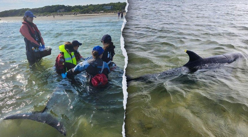 Rescue Crews Battle Tides and Time to Save Dozens of Dolphins in Cape Cod Waters