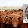 Texas Man Charged with Cattle Theft Totaling Nearly $160,000