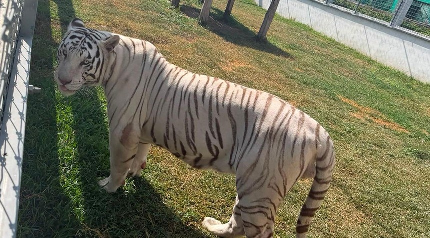 Military Rescues 135 Exotic Animals During Raids on Mexican Fuel Smuggling Ring