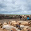 Cattle Ranchers Challenge White House Ground Beef Import Plan