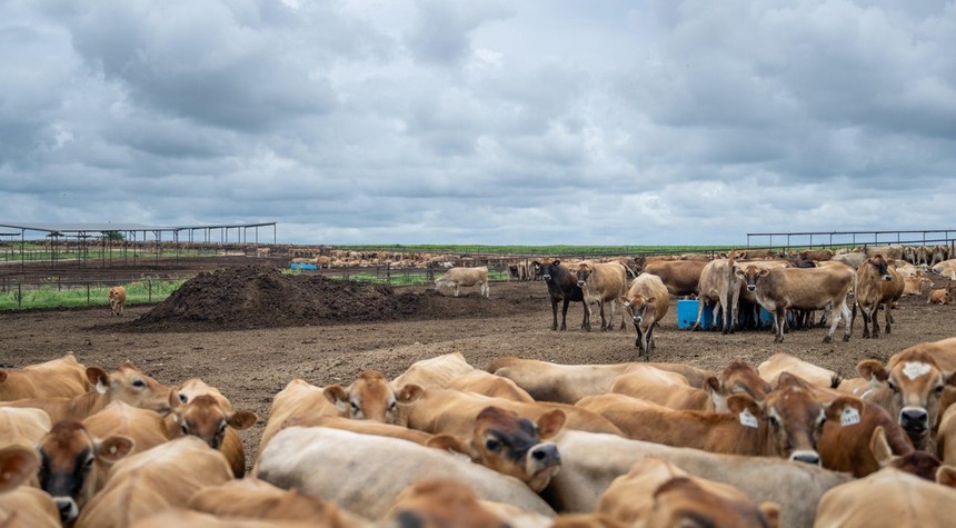 Cattle Ranchers Challenge White House Ground Beef Import Plan