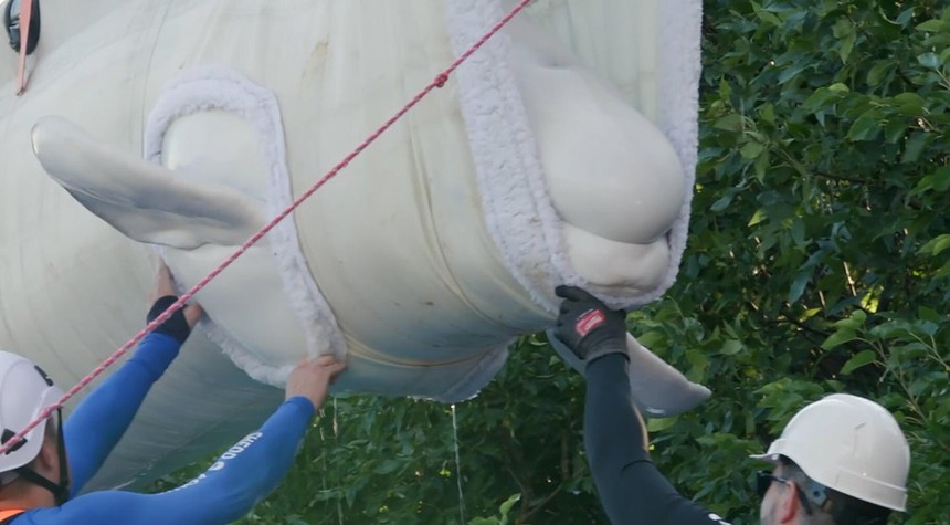 Seven Beluga Whales Arrive in Texas as International Rescue Effort Continues