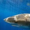 New Jersey Mayor Raises Alarm Over Shark Fishing Trend Near Swimming Beaches