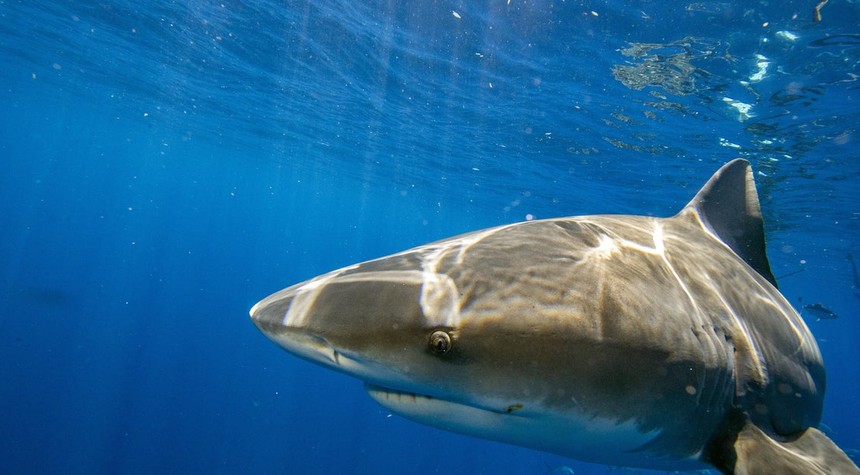 New Jersey Mayor Raises Alarm Over Shark Fishing Trend Near Swimming Beaches