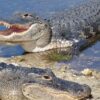 Florida Woman Loses Arm in Silver River Alligator Attack