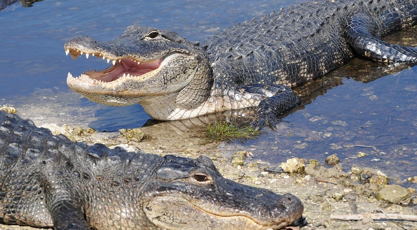 Florida Woman Loses Arm in Silver River Alligator Attack