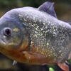 Eight-Year-Old's Unusual Catch Draws Attention to Illegal Release of Exotic Species