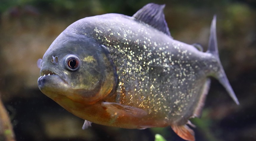 Eight-Year-Old's Unusual Catch Draws Attention to Illegal Release of Exotic Species