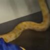 Eight-Foot Python Survives School Fire That Destroyed Science Classroom