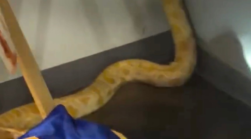 Eight-Foot Python Survives School Fire That Destroyed Science Classroom