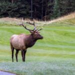 Colorado Driver's Car Damaged in Aggressive Elk Encounter