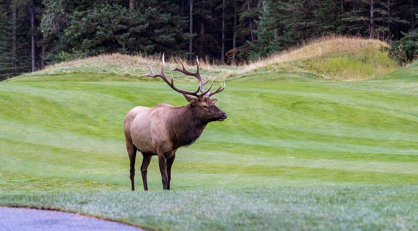 Colorado Driver's Car Damaged in Aggressive Elk Encounter