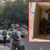 Live World War II Grenades Discovered at Austin Estate Sale