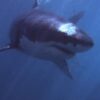 Woman Dies Following Shark Encounter Off South African Coast