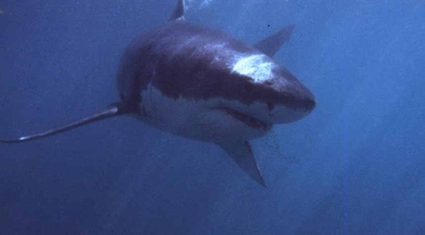 Woman Dies Following Shark Encounter Off South African Coast